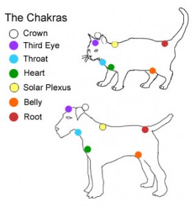 catdogchakras.jpg
